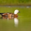 Husice rajska - Tadorna variegata - Paradise Shelduck - putangitangi 4880